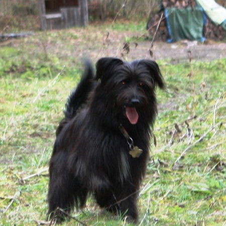Hundetreffen 2010 im Allgäu (7)